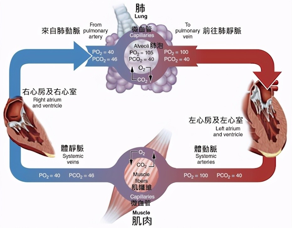 心三聯(lián)與呼三聯(lián)最新版，探索心臟與呼吸領(lǐng)域的創(chuàng)新技術(shù)